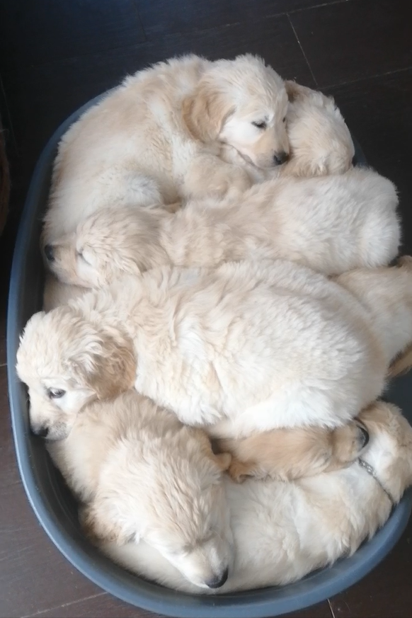 Корзиночка счастья!