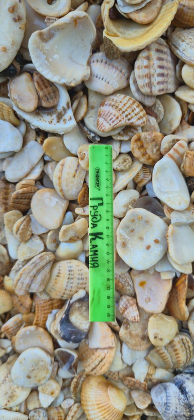 Морская ракушка