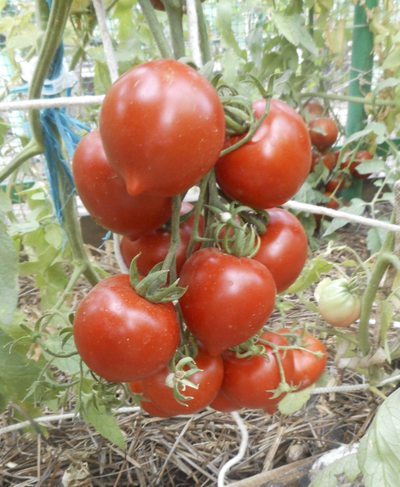 Томат Гибрид №2 Тарасенко
