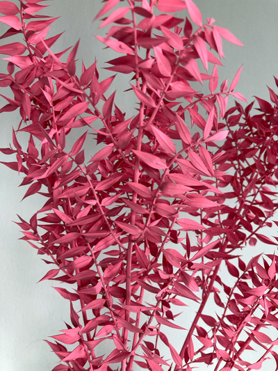 Иглица ярко-розовая