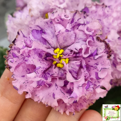 АВ-Розовое Шампанское (Фиалковод) 2020 г.