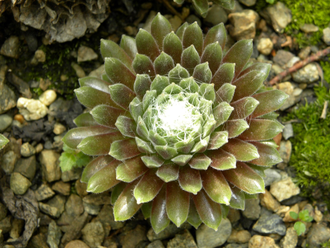 Sempervivum ARACHNOIDEUM - розетка