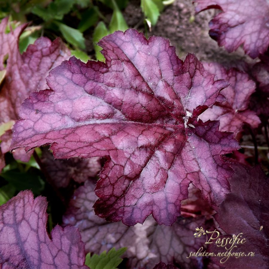 Heuchera 'Amethyst Myst'