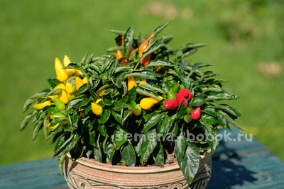 Перец острый Сальса Красная (Salsa Red), 10 шт