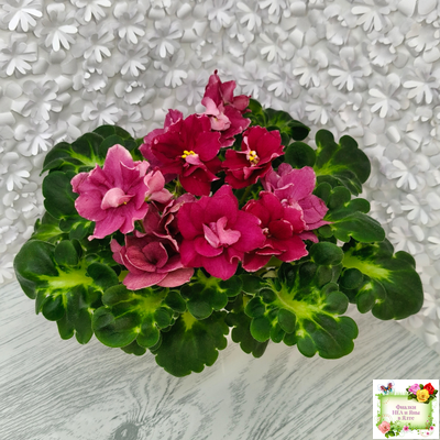 ВаТ-Супер Мама (Т.Валькова) 2020 г.