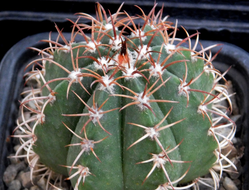 Melocactus matanzanus (D=50mm)