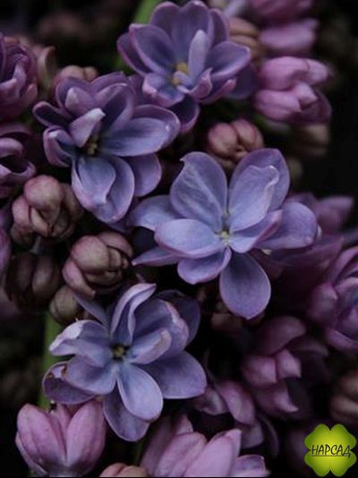 СИРЕНЬ "ВЕЧЕРНЯЯ МОСКВА"