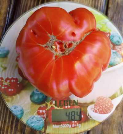 Томат Нанни бао (Nanni Bao), Италия