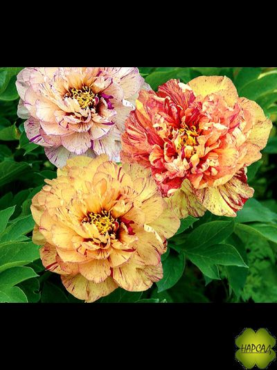 ПИОН ДРЕВОВИДНЫЙ &quot;ЛОЛЛИПОП&quot; (ИТО, хамелеон) зимовавший взрослый саженец