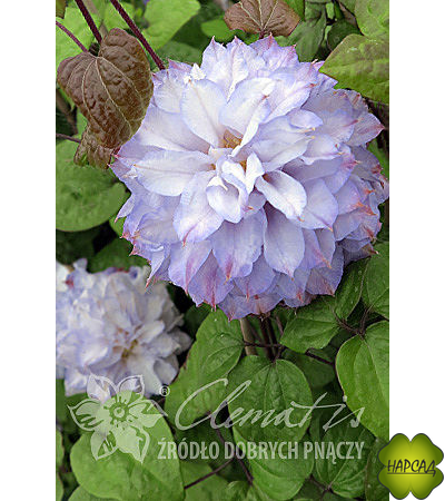 Клематис 'Veronica's Choice' (Вероникас Чойс) (2 группа)