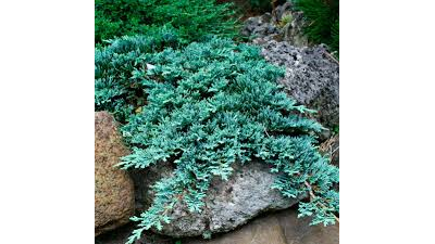 Можжевельник горизонтальный Айси Блю (Juniperus horizontalis Icee Blue), 2,0 л