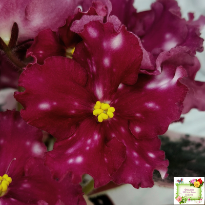 Rivermist Zeeva (J. Baker) (лист с детками укоренённый)