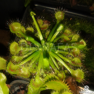 Drosera Rotundifolia | Росянка Круглолистая