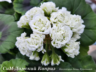 Пеларгония СиМ-Дамский Каприз