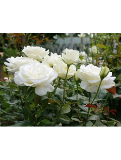 Роза чайно-гибридная "Карен Бликсен"