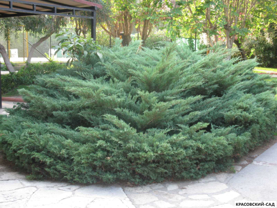 Можжевельник Казацкий Голубой - Juniperus Sabina
