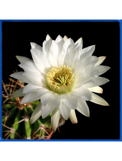 Echinopsis chacoana