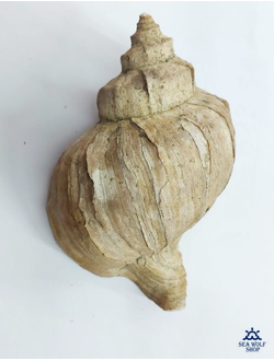 Раковина Рапаны сувенир морская ракушка