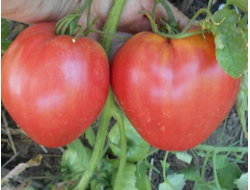 Томат Минусинские сердцевидные