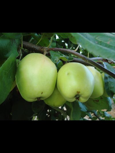 Розмарин русский (яблоня)