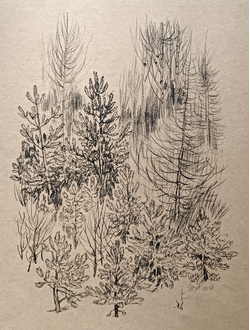 "Молодые деревья" литография Ковалев А.С. 1967 год