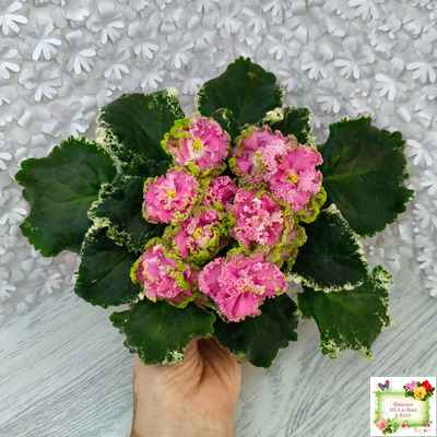 МТ-Яблочные Облака (М. Тотиева) 2023 г.