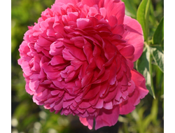 Пион Команд Перфоманс  (Command Performance), ОКС