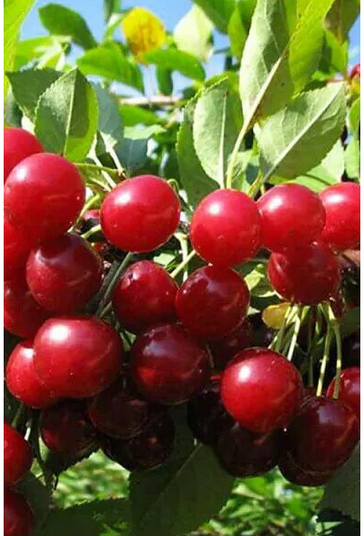 Вишня Любская