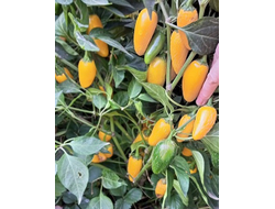 Перец острый Халапеньо желтый (Jalapeno Yellow)