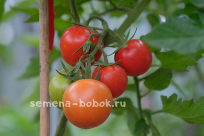 Томат Толстой F1, 5 шт