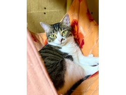 Барбариска