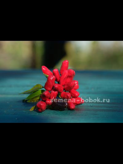 Перец острый Турецкий Цветок (Turkish Flower), 10 шт