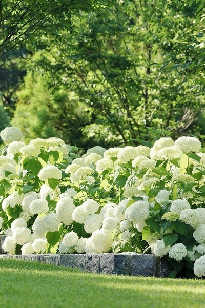 Гортензия древовидная Annabelle