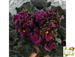 ПТ-Мерло Люкс (Т. Пугачева)