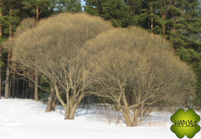 ИВА ЛОМКАЯ БУЛАТА