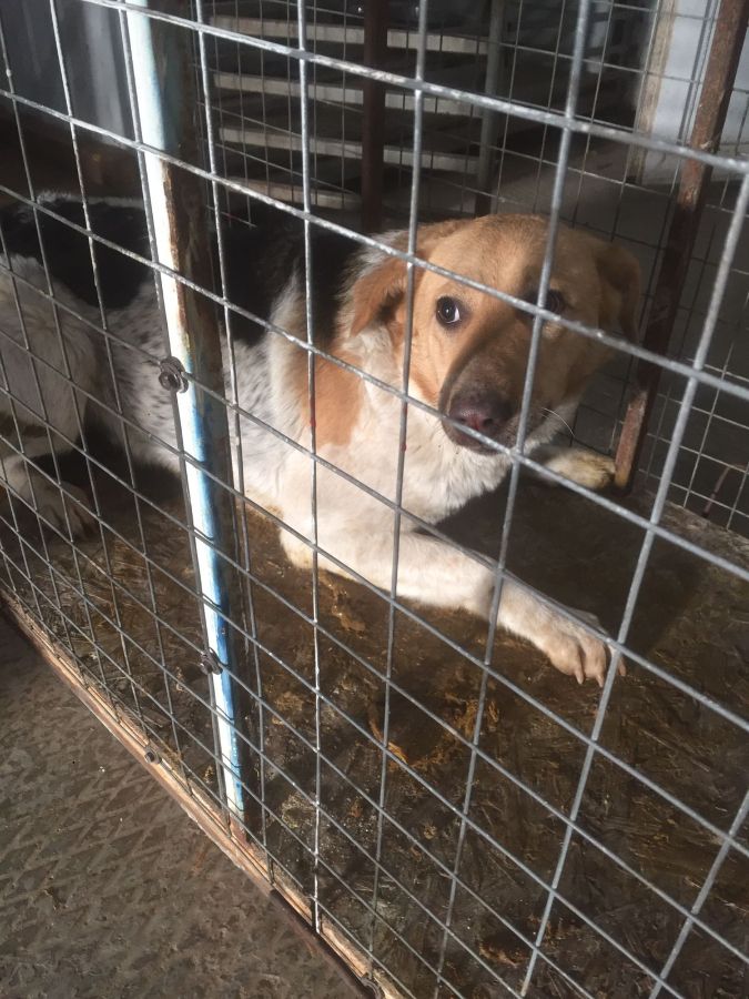 приют для собак в казани. приют для животных междуреченск. приют для бездомных животных в междуреченске. ковчег приют для животных междуреченск. приют для животных междуреченск.