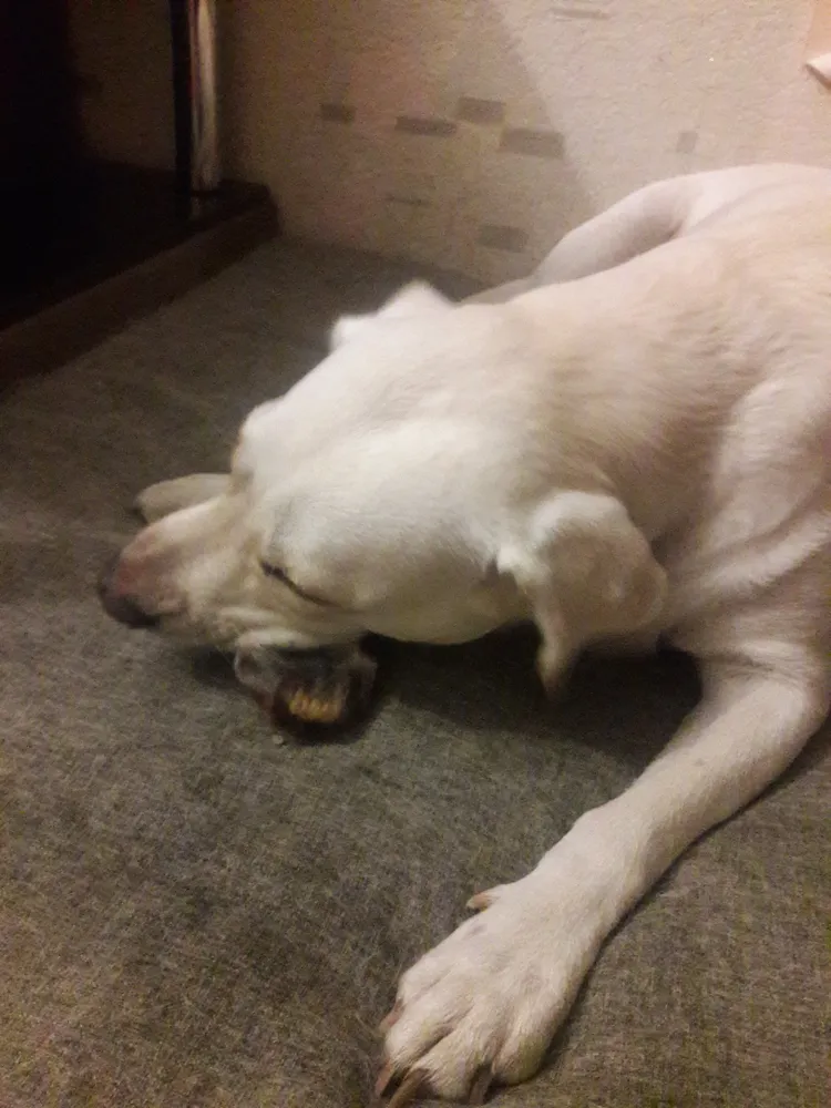 Хозяйка Мария: "Спасибо большое в очередной раз за Ваш заказ))! Как всегда,остались очень довольны!!)) Вашей постоянной покупательнице ооочеень понравилась новинка в виде сухих ушек))"