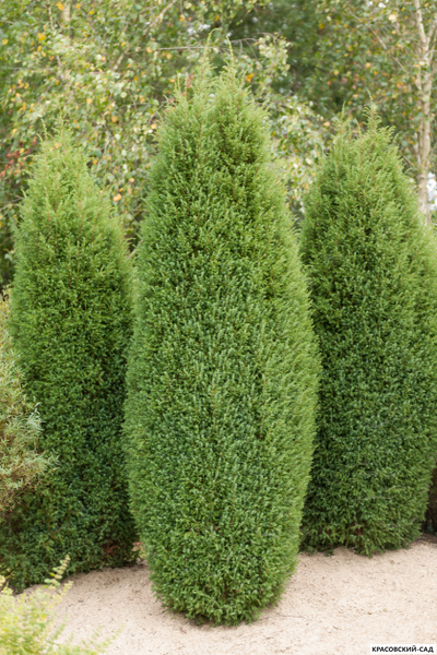 Кипарисовик Элвуди - Ellwoodii