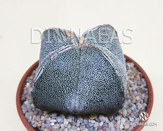 Astrophytum myriostigma quadricostatum - Астрофитум мириостигма квадрикостатум