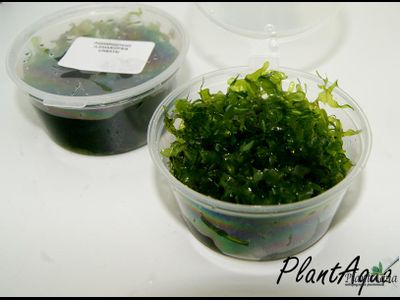 Ломариопсис (Lomariopsis Lineata)