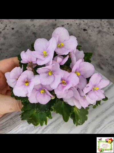 Morgan&#039;s Ivy League (C.Eros) (пестролистный гёрл)