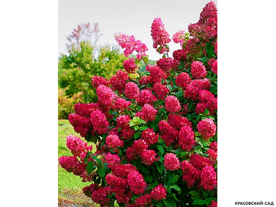 Гортензия метельчатая Вимс Ред