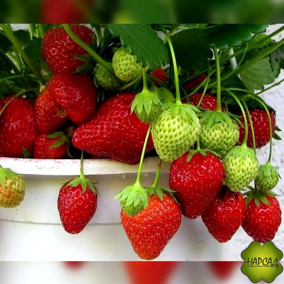 КЛУБНИКА "МОСКОВСКИЙ ДЕЛИКАТЕС" (РЕМОНТАНТНАЯ, СОЧНАЯ, ПЛОТНАЯ ЯГОДА)