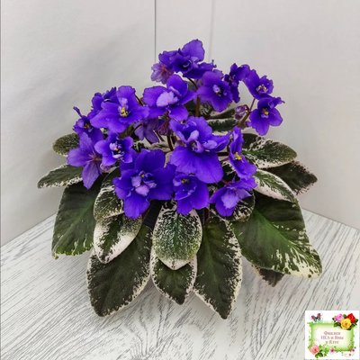 Hodss-Norway (Яна Ходченко) 2019 г. (пестролистный лонг)