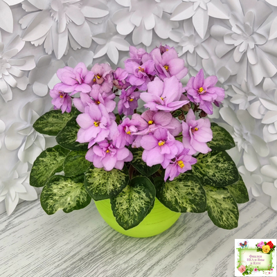 Trinket Terrific (E. Champion) (мозаичник)