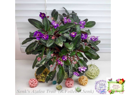 Senk's Azalea Trail (R.Follett/D.Senk) (9845) 01/30/2008 трейлер