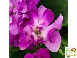 LV-Крапивка (Л. Шевелева) 2024 г. (лист посажен 01.11.25)