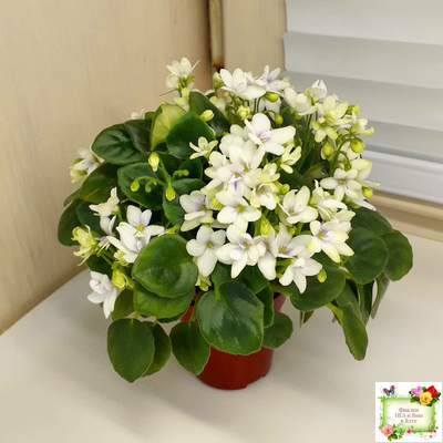 Broadway Star Trail (Селекционер неизвестен) трейлер