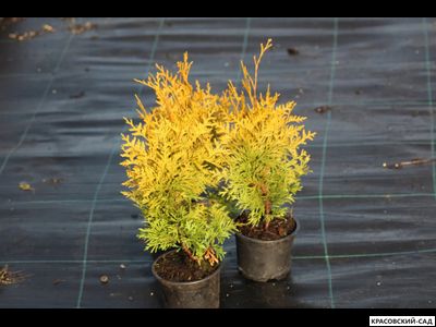 Туя Салланд - Salland