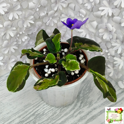 СФ-Томная Жозефина (С. Фатеева) листовая химера